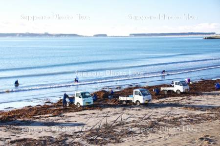 拾い昆布と軽トラック