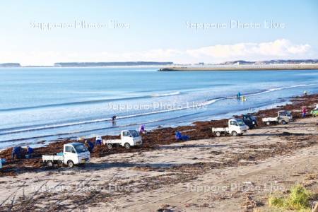 拾い昆布と軽トラック