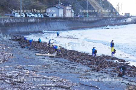 拾い昆布