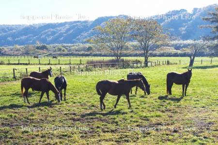 サラブレッドの放牧　サラブレッド銀座