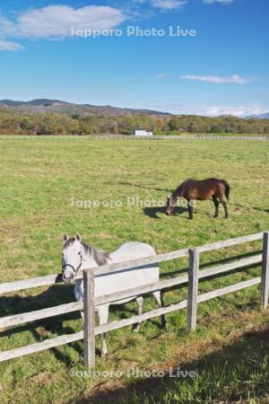 サラブレッドの放牧
