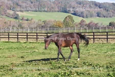 サラブレッドの放牧
