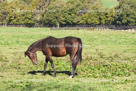 サラブレッドの放牧