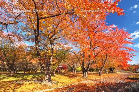 オニウシ公園の紅葉