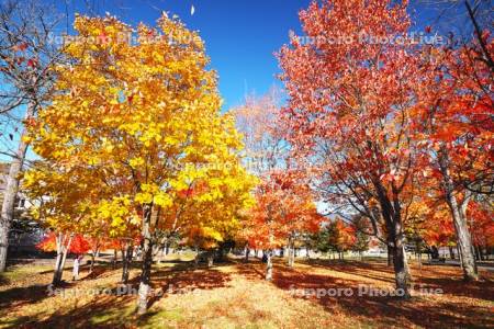 ぬかびら源泉郷　温泉公園の紅葉