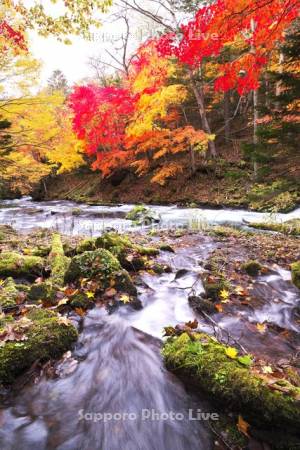 阿寒川の紅葉