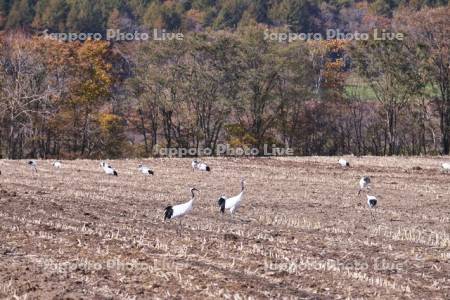 タンチョウと農地