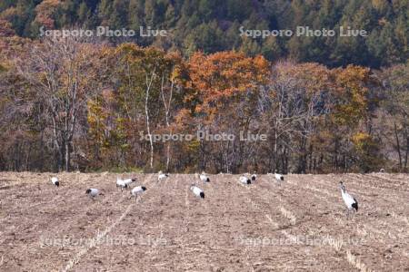 タンチョウと農地