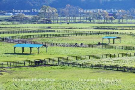 サラブレッド銀座　サラブレッドの放牧