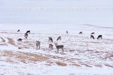 エゾシカと太平洋