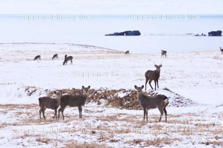 エゾシカと太平洋