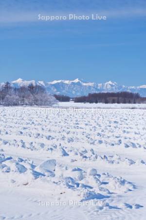 畑の雪割りと日高山脈
