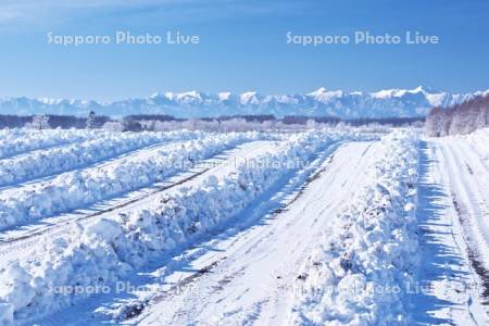 畑の雪割りと日高山脈
