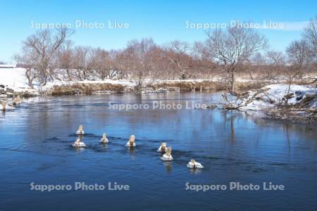 釧路湿原　釧路川