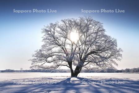 はるにれの木と太陽　樹氷