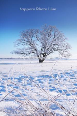 はるにれの木　樹氷