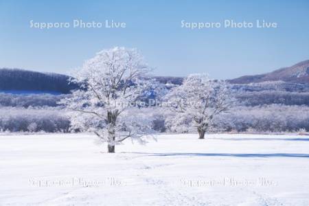 はるにれの木　樹氷