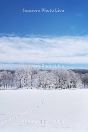 更別の霧氷（樹氷）