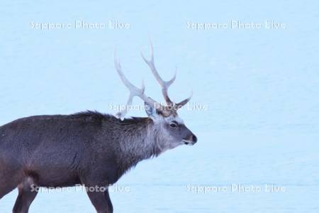 野付半島のエゾシカ