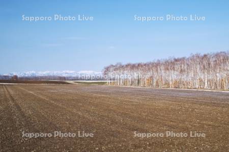日高山脈と白樺並木