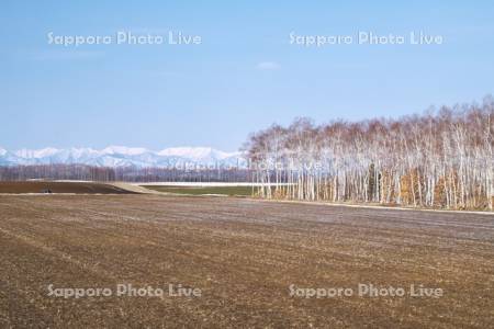 日高山脈と白樺並木