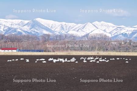 日高山脈とハクチョウ