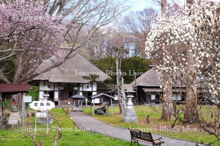 有珠善光寺と桜とモクレン