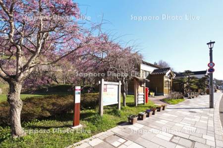中歌姥神通りと桜　いにしえ街道
