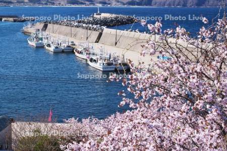 椴法華港と桜