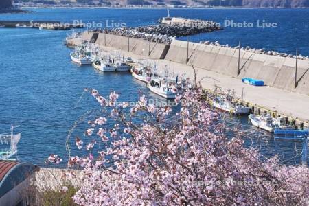 椴法華港と桜