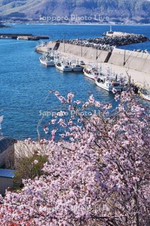 椴法華港と桜