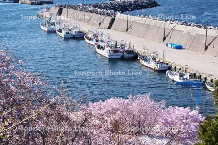 椴法華港と桜