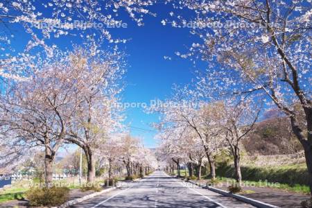 田園通りの桜