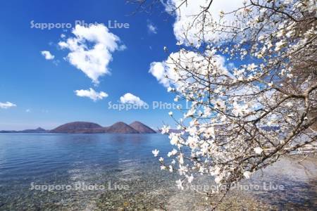 洞爺湖とコブシと中島