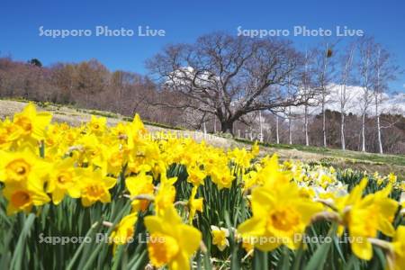 玉川公園のスイセン
