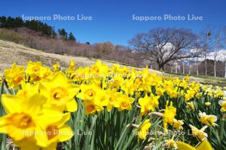 玉川公園のスイセン