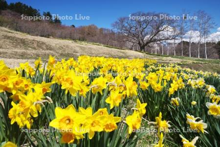 玉川公園のスイセン