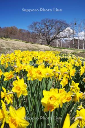 玉川公園のスイセン