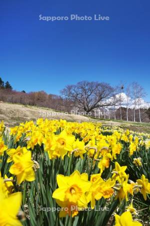 玉川公園のスイセン