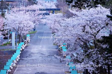 岩内神社の桜