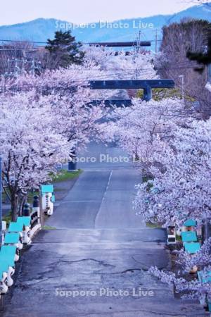 岩内神社の桜