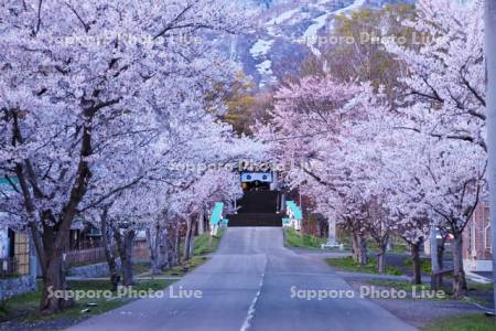 岩内神社の桜