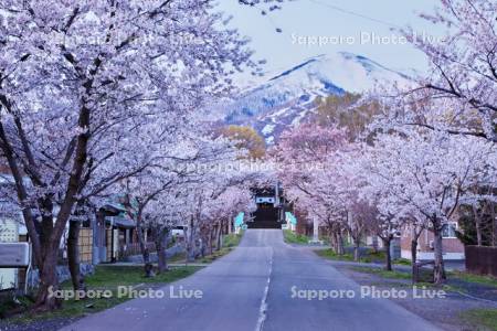 岩内神社の桜と岩内岳