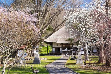 有珠善光寺と桜とモクレン