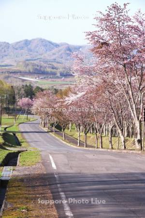 羊蹄山自然公園の桜