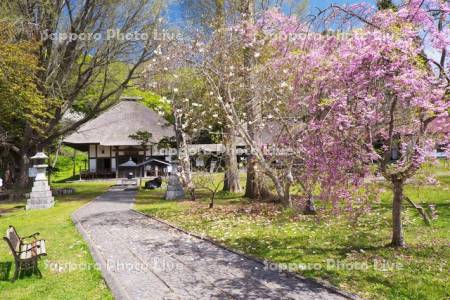 有珠善光寺とモクレンと桜