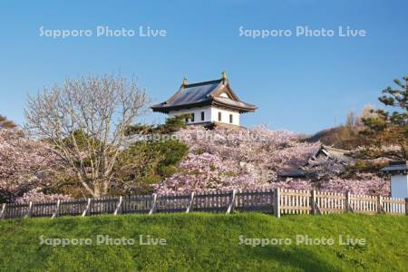 松前城と桜
