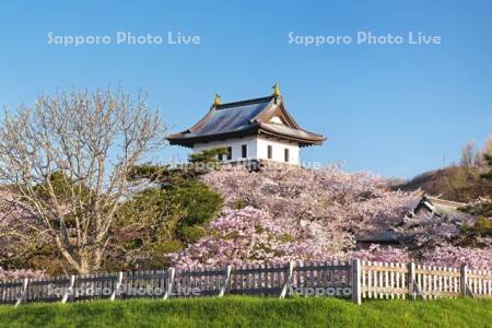 松前城と桜