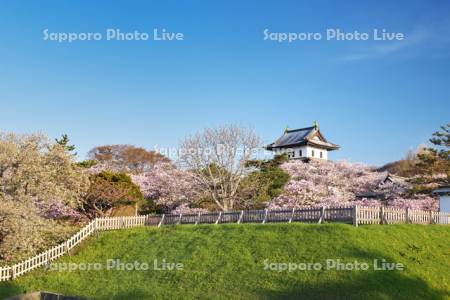 松前城と桜