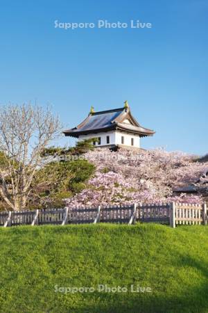 松前城と桜